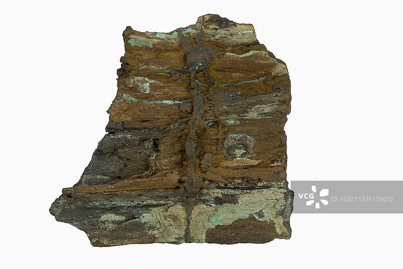 新墨西哥州石化木图片素材