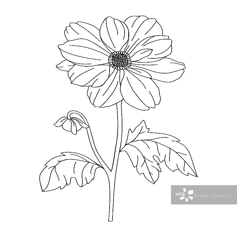 现代植物大丽花绘画图片素材