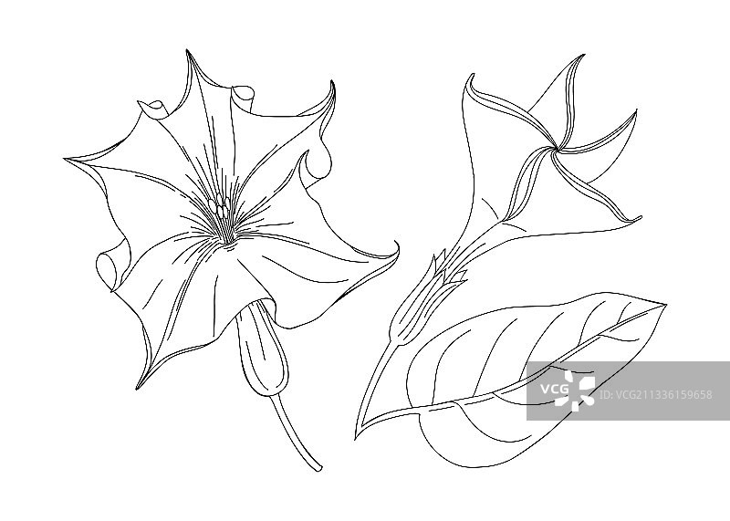曼陀罗花现代植物图案设计图片素材