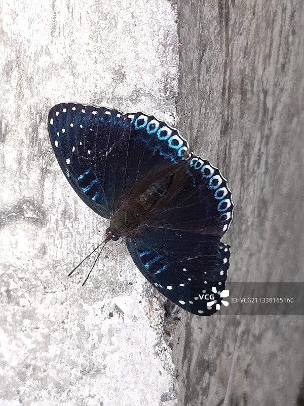 蓝色蝴蝶图片素材