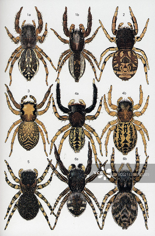 英国和北欧的蜘蛛图片素材