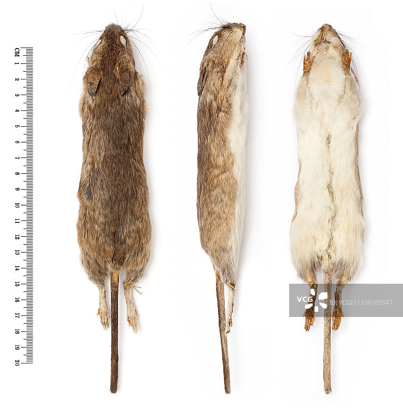 沙漠鼠袋鼠图片素材