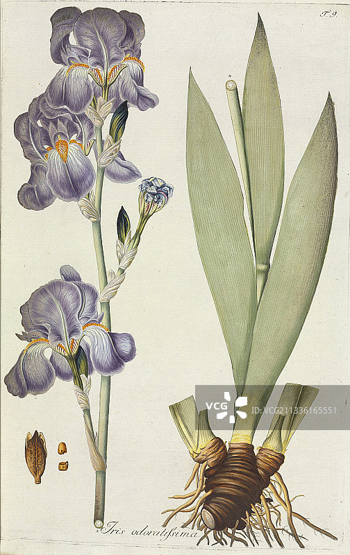 高大的鸢尾花图片素材