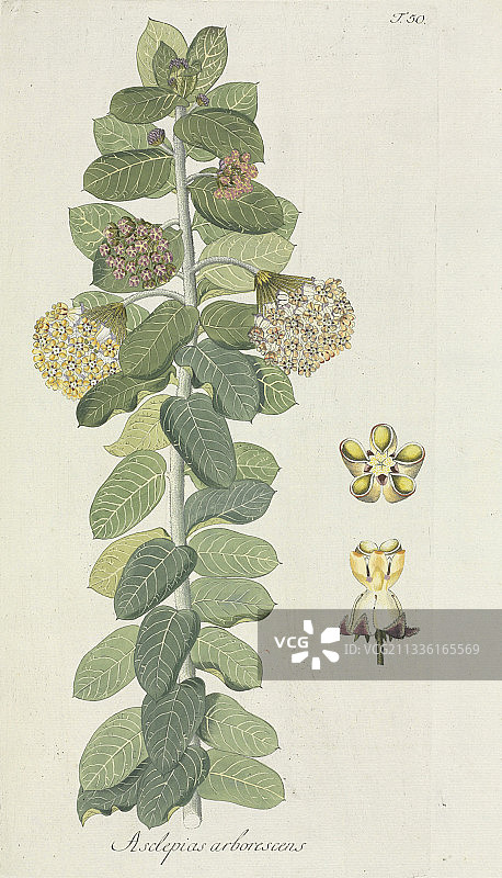 马利筋（Asclepias arborescens）图片素材