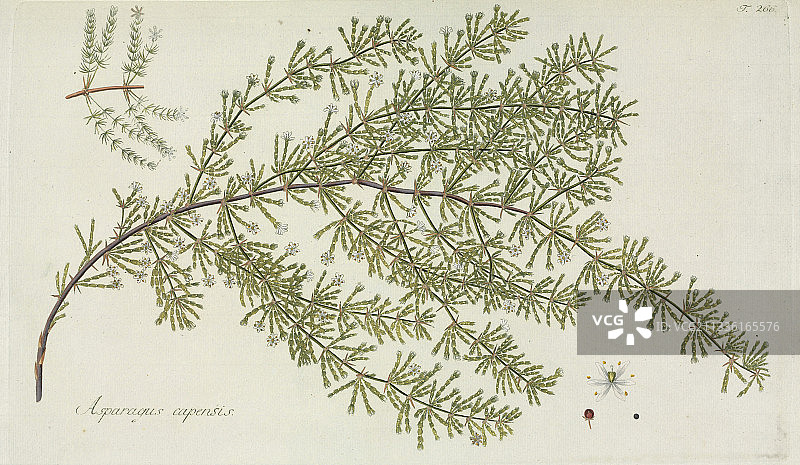 开普芦笋植物，艺术作品图片素材