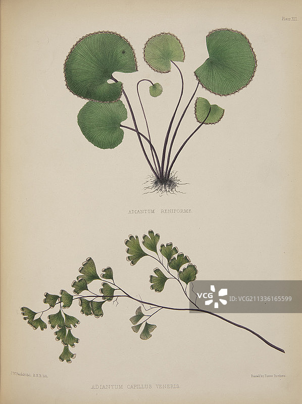 铁线蕨艺术作品图片素材