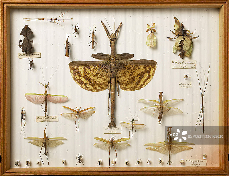 华莱士收藏馆昆虫标本图片素材
