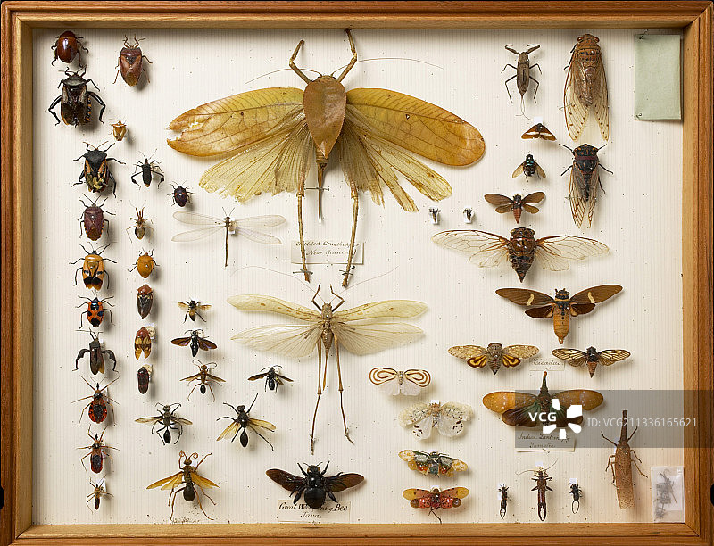 华莱士收藏馆昆虫标本图片素材