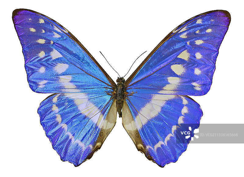 蓝摩尔福蝶图片素材
