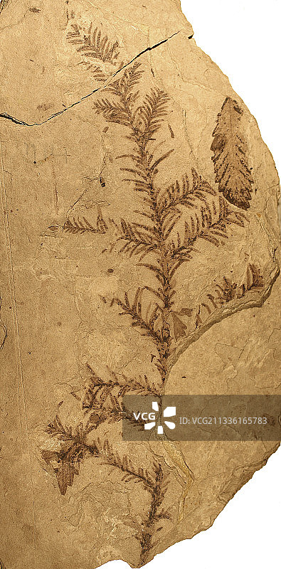 弗洛里森特组植物化石图片素材