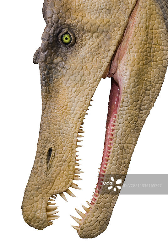 重爪龙恐龙模型头部图片素材