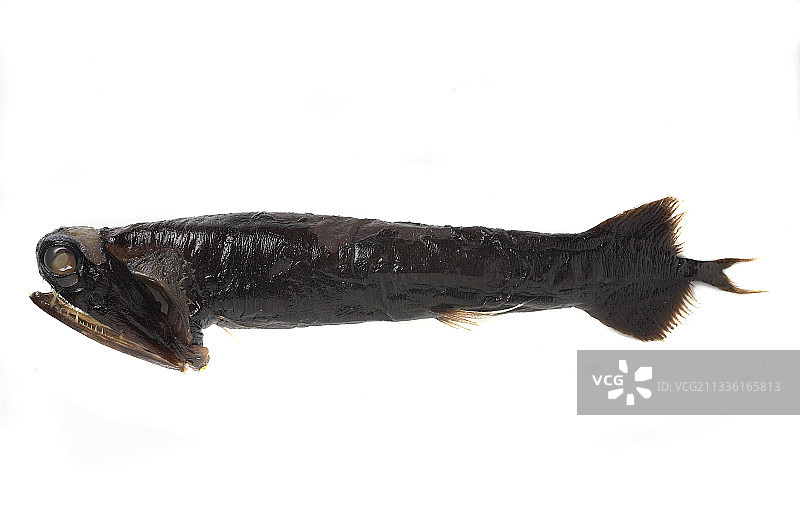 深海龙鱼标本图片素材