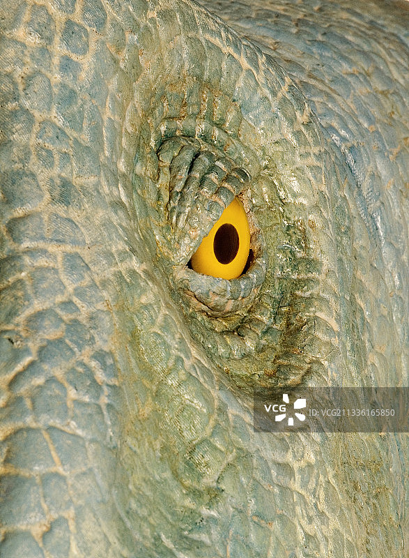 机动恐龙眼睛图片素材