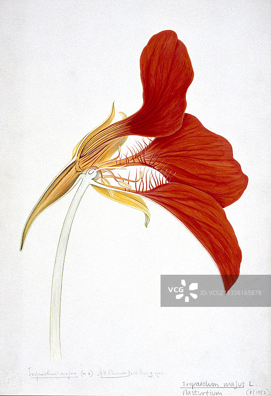 旱金莲（旱金莲属），艺术作品图片素材