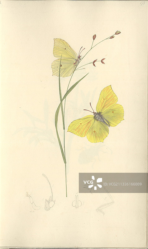 19世纪的凤蝶图片素材