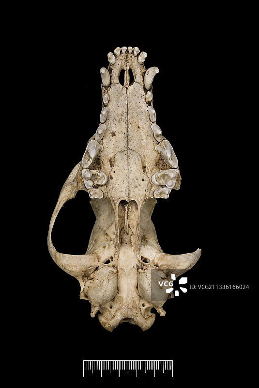 福克兰群岛狐狸头骨图片素材