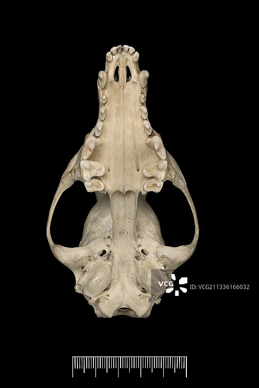 福克兰群岛狐狸头骨图片素材