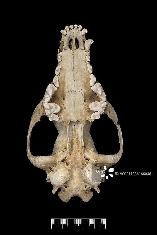 福克兰群岛狐狸头骨图片素材