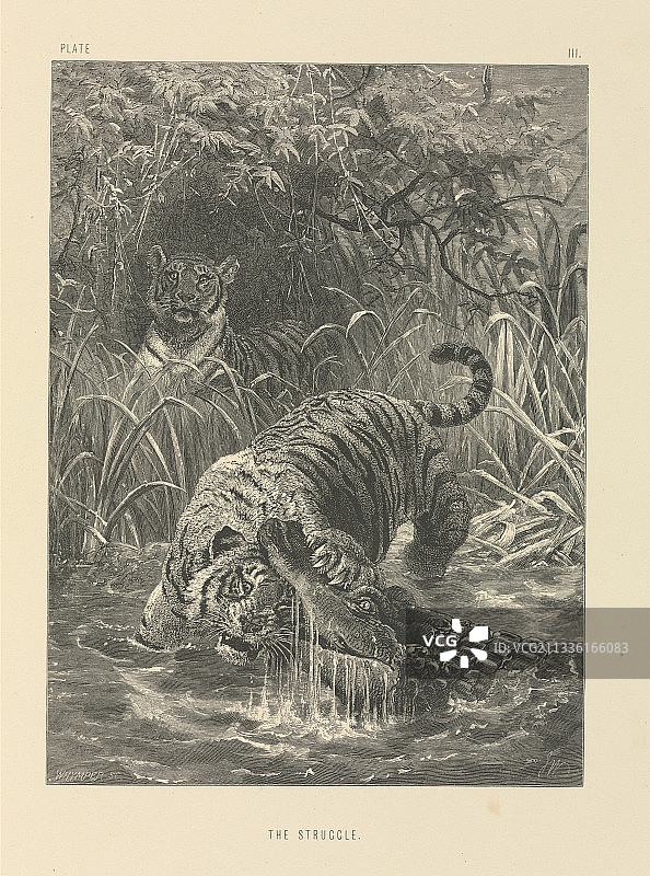 19世纪的老虎和鳄鱼图片素材