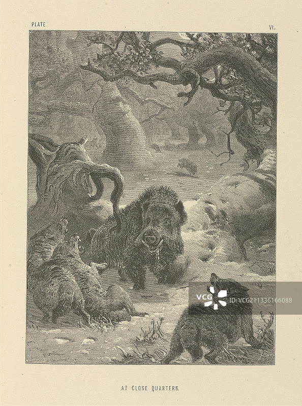 19世纪的野猪与狼图片素材