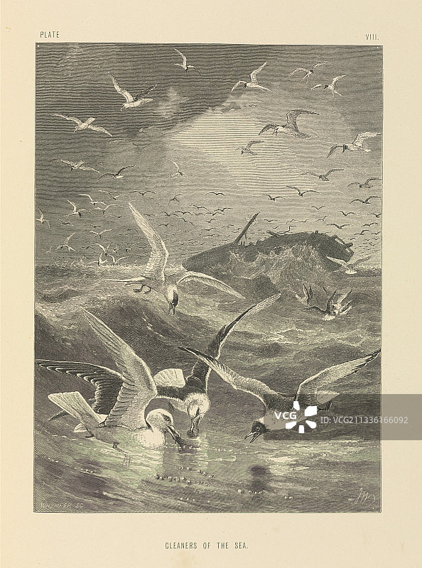 19世纪海鸥觅食图片素材