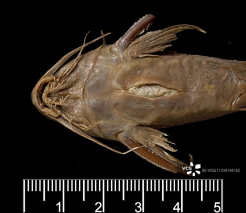 非洲淡水鲶鱼标本图片素材