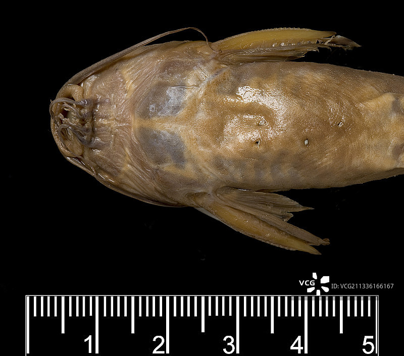 非洲淡水鲶鱼标本图片素材