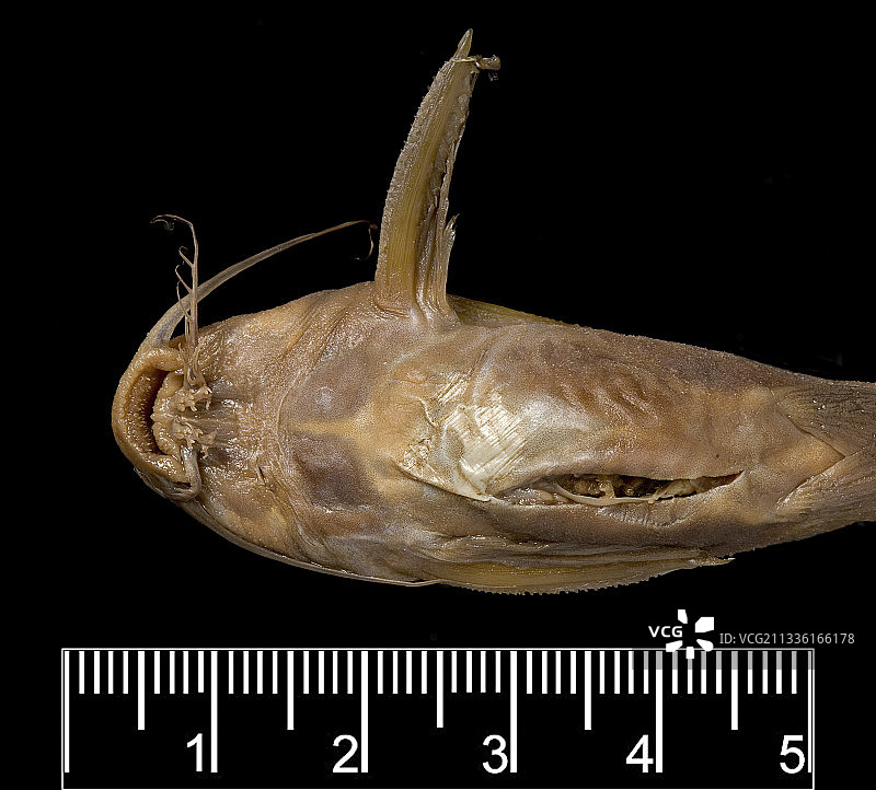 非洲淡水鲶鱼标本图片素材