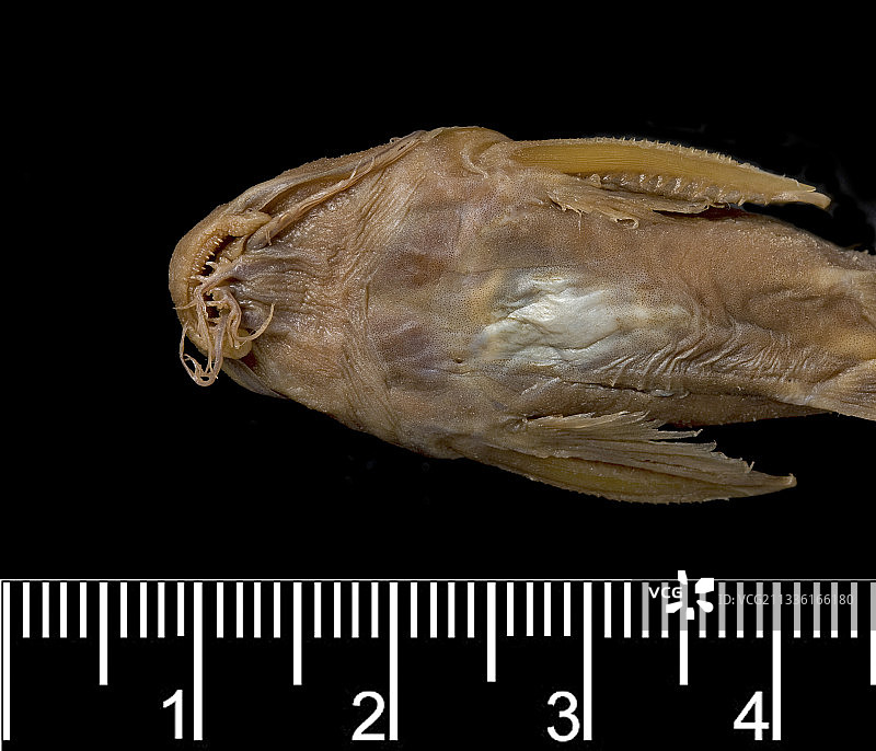 非洲淡水鲶鱼标本图片素材