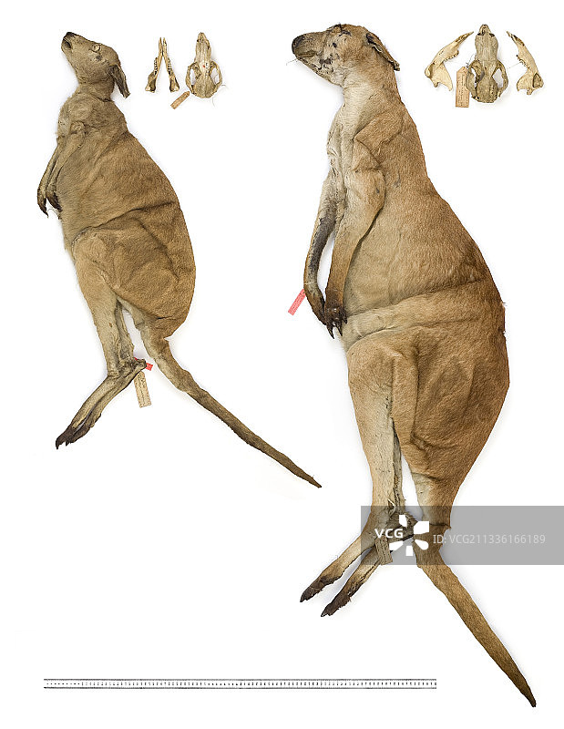 羚大袋鼠图片素材