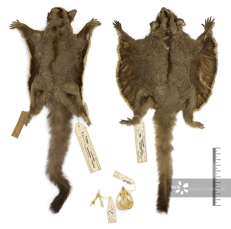 蜜袋鼯标本图片素材