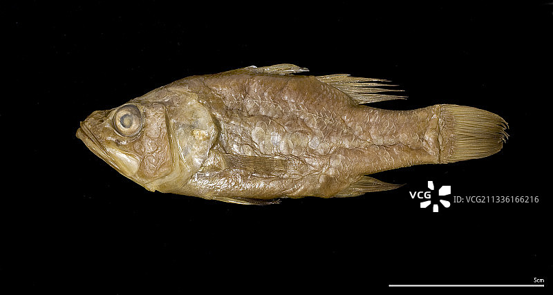 大口天竺鲷图片素材