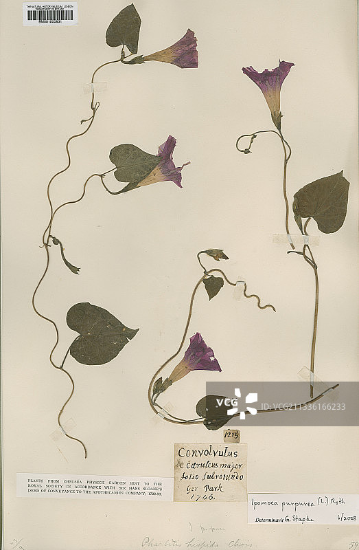 压制牵牛花图片素材