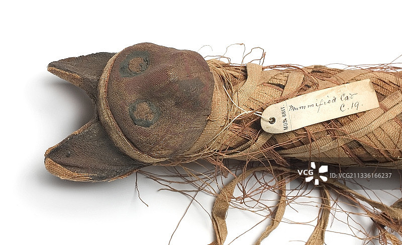 埃及猫木乃伊图片素材