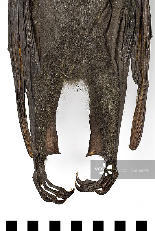 灰头狐蝠图片素材