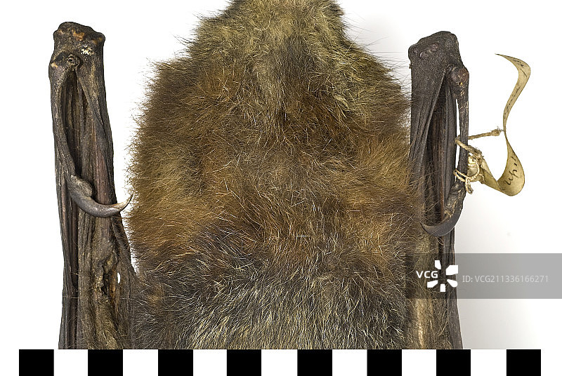 灰头狐蝠图片素材