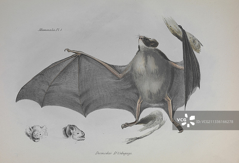 吸血蝙蝠《贝格尔动物学》图片素材