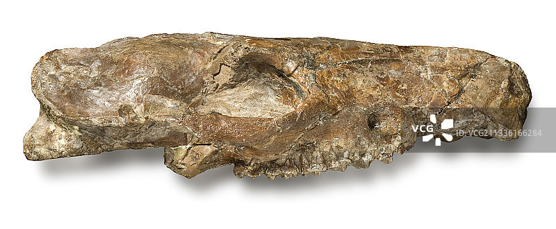 始新马头骨化石图片素材