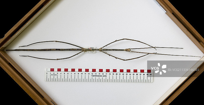 赞氏巨竹节虫图片素材