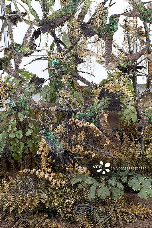 蜂鸟博物馆展品图片素材