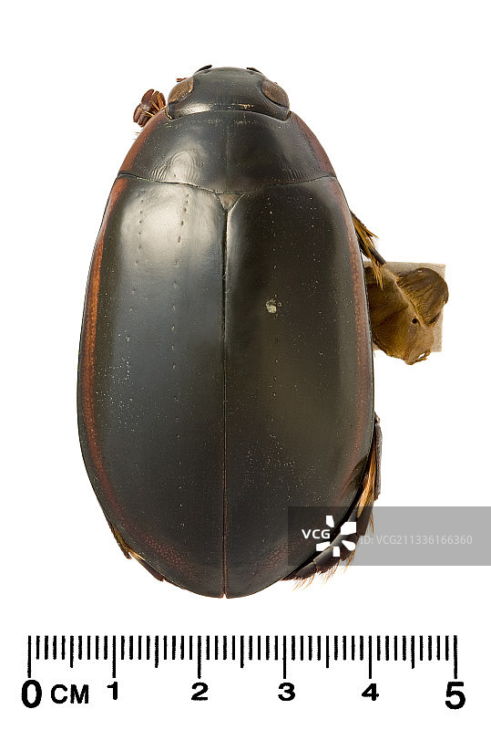 水甲虫图片素材