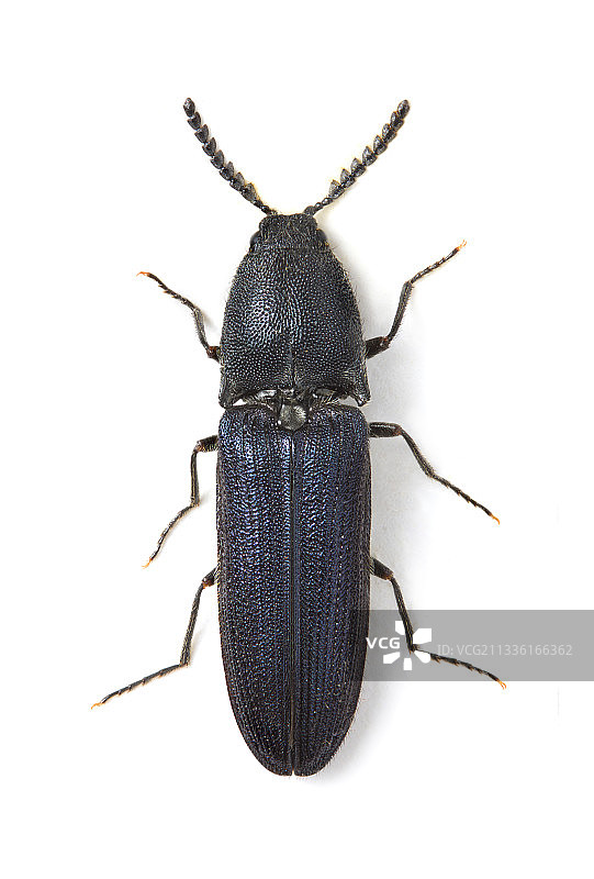 紫色叩头虫图片素材