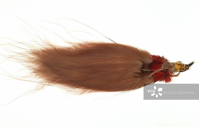 拉吉亚纳天堂鸟图片素材