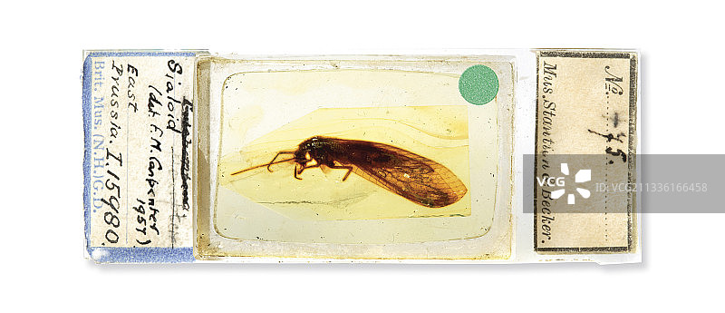 Corydasialis inexpectatus昆虫图片素材