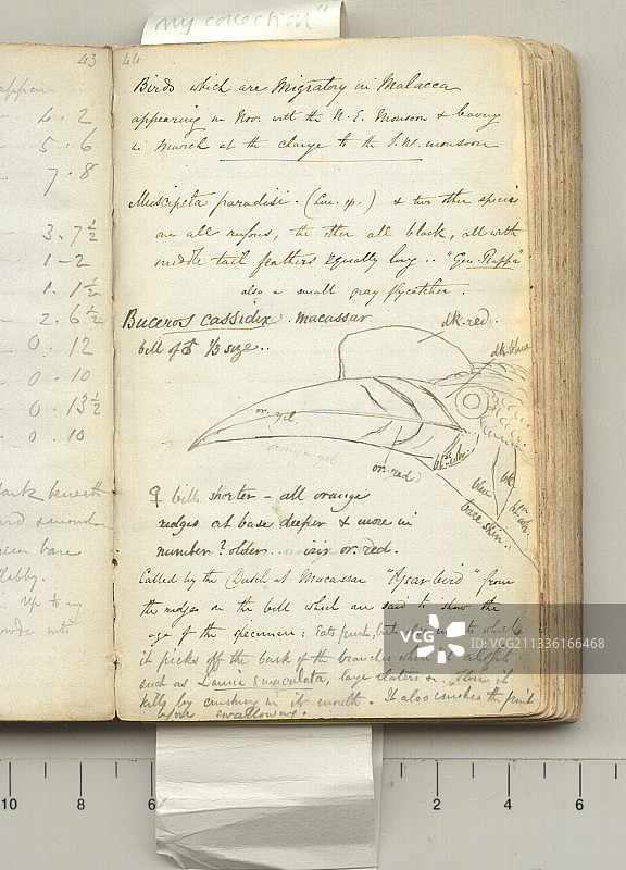 19世纪50年代华莱士探险笔记图片素材