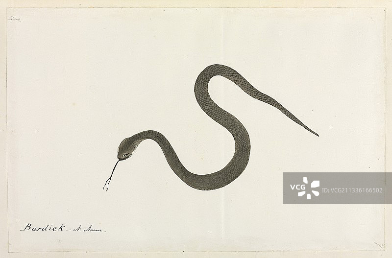 巴迪克蛇艺术品图片素材