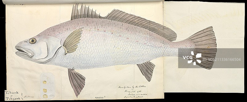 鱼插画图片素材