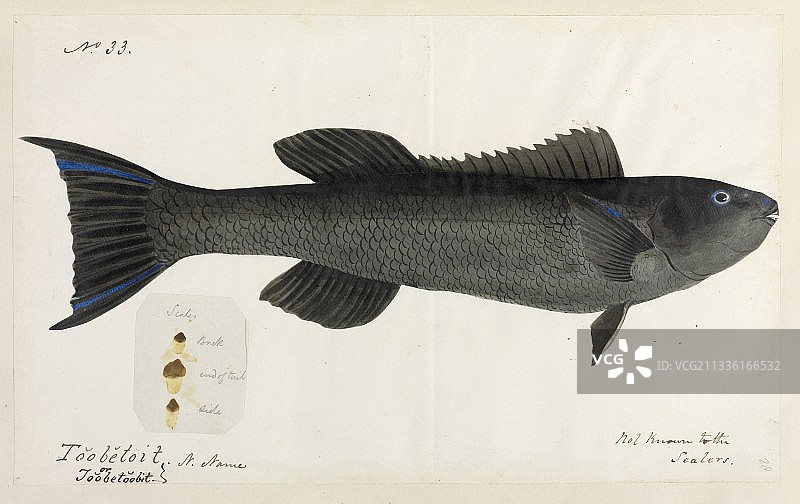 鱼插画图片素材