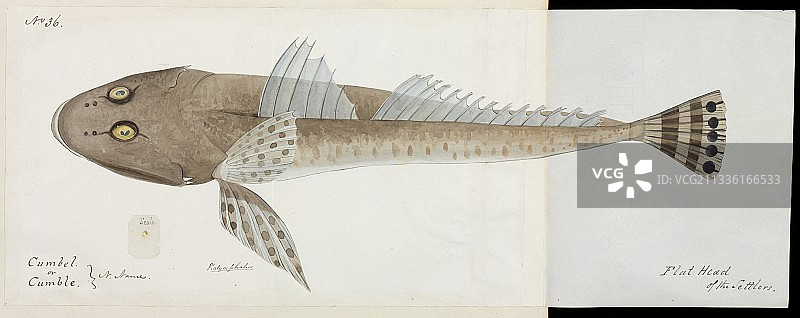 扁头鱼艺术作品图片素材