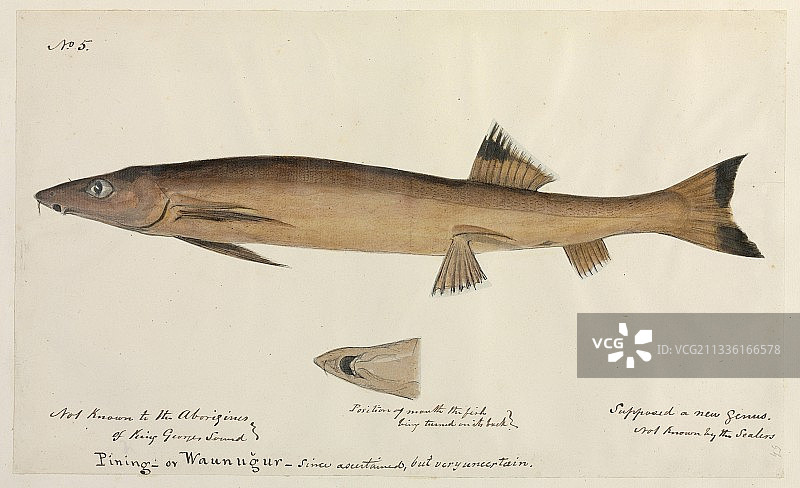 鱼插画图片素材